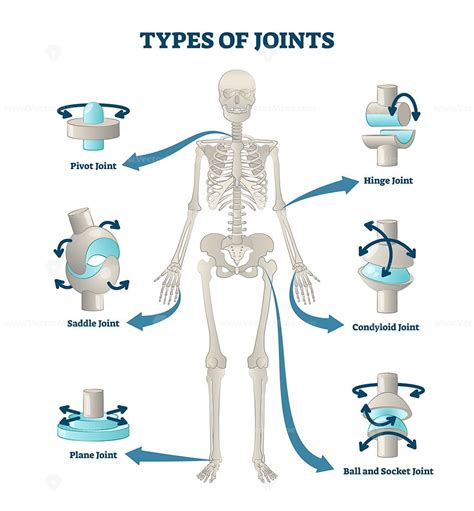 An illustration of joint types, highlighting their structure and function